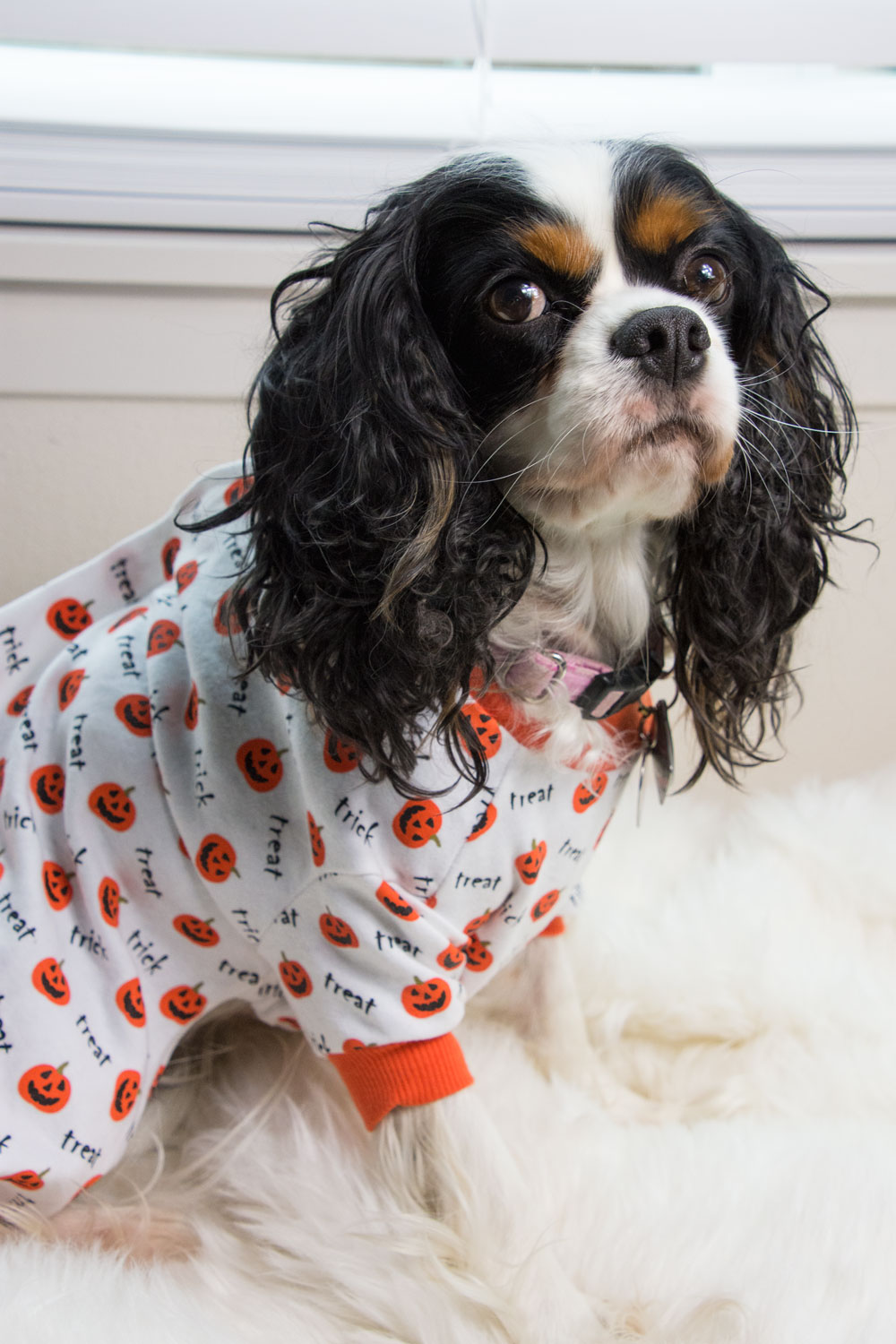 Dog pajamas